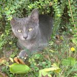 chat gris dans l'herbe Charente Maritime