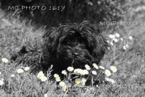 chien dans l'herbe Charente Maritime