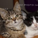 photo-deux-chats-mcphoto1617-charente