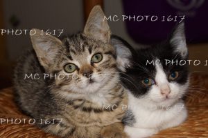 photo-deux-chats-mcphoto1617-charente